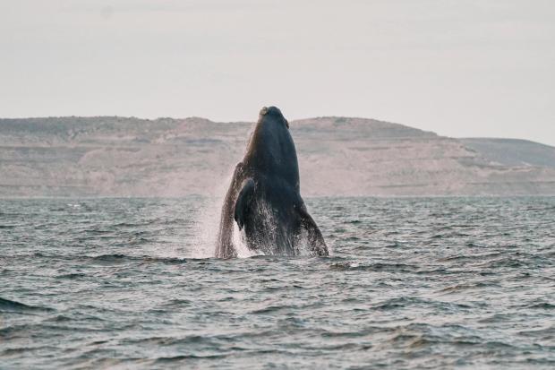 Una ballena derecha del sur viola la costa de Puerto Pyramidis, Argentina, sábado 4 de octubre de 2025. (AP Photo/Victor R. Caivano)